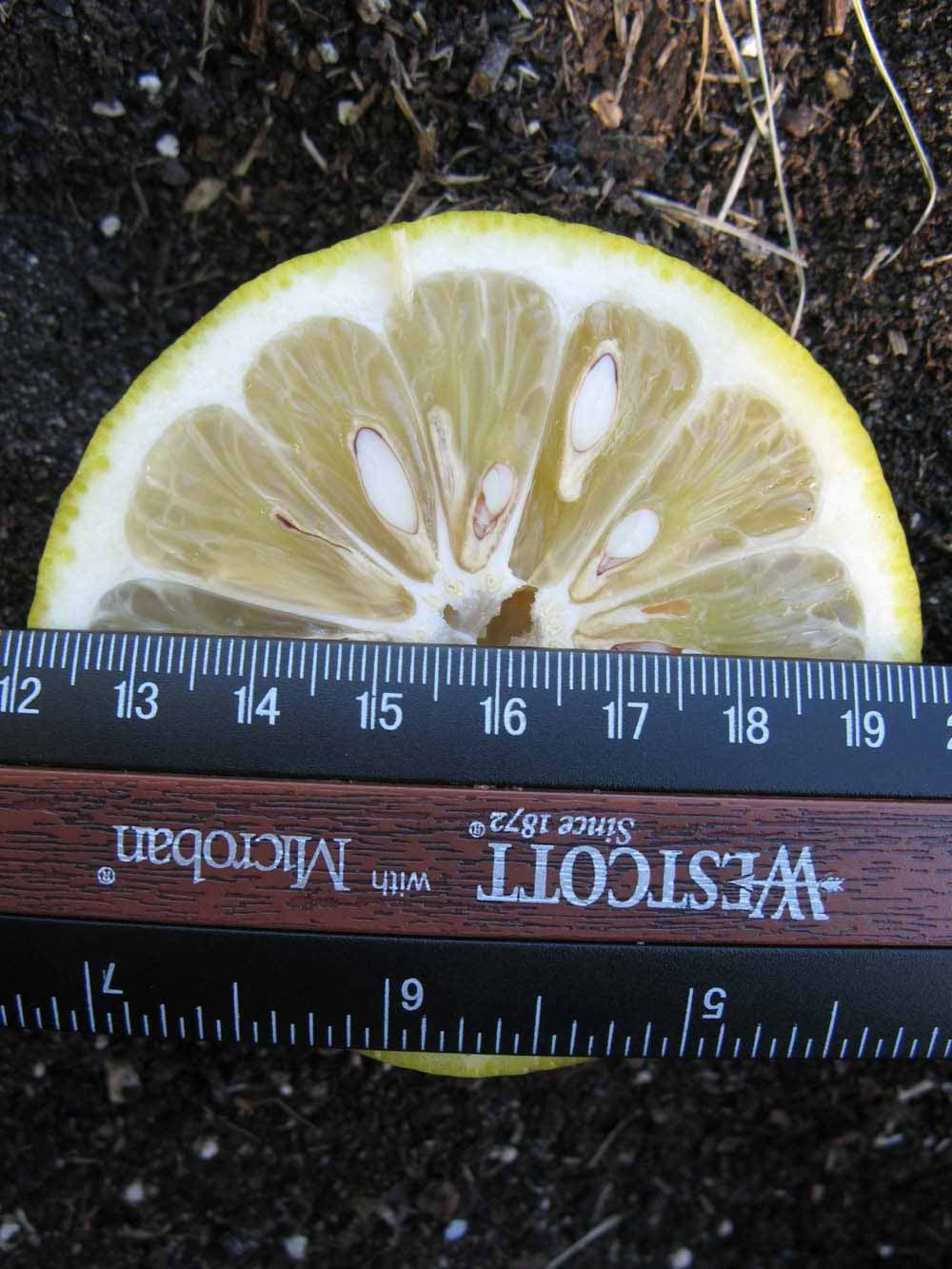              Fruit cross-section (Winter Haven, FL)       